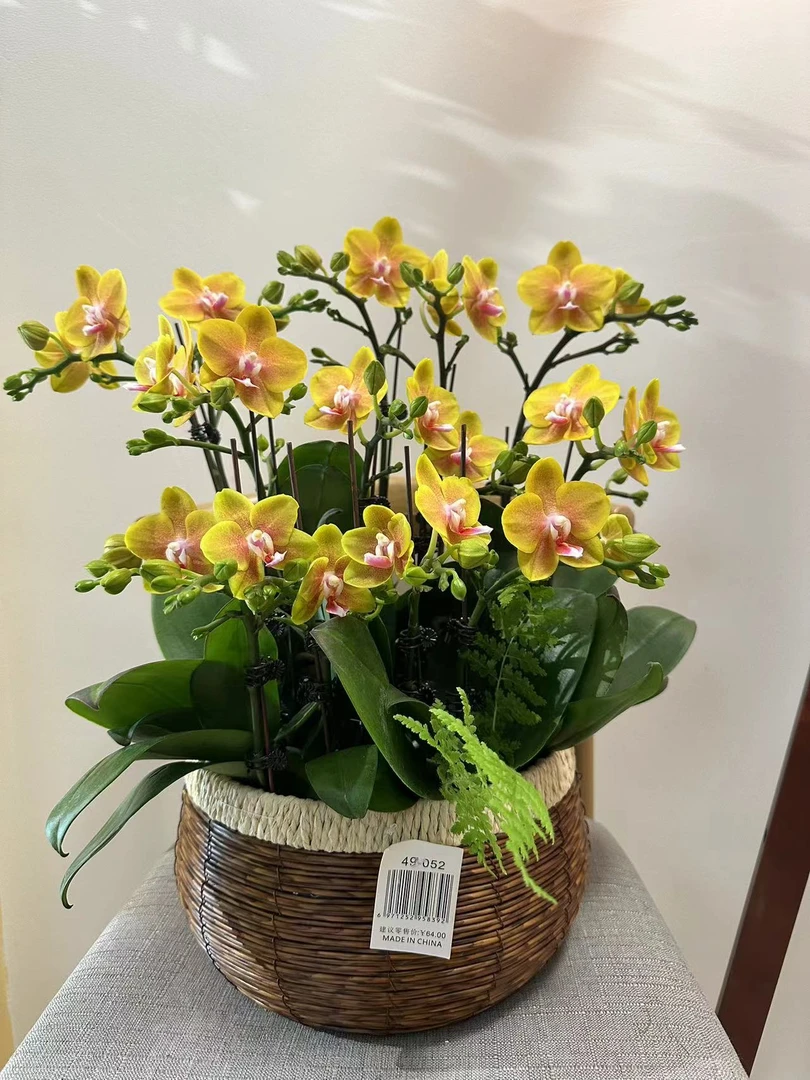 【黄金香水】欧品蝴蝶兰带香味黄色金黄色客厅观赏花