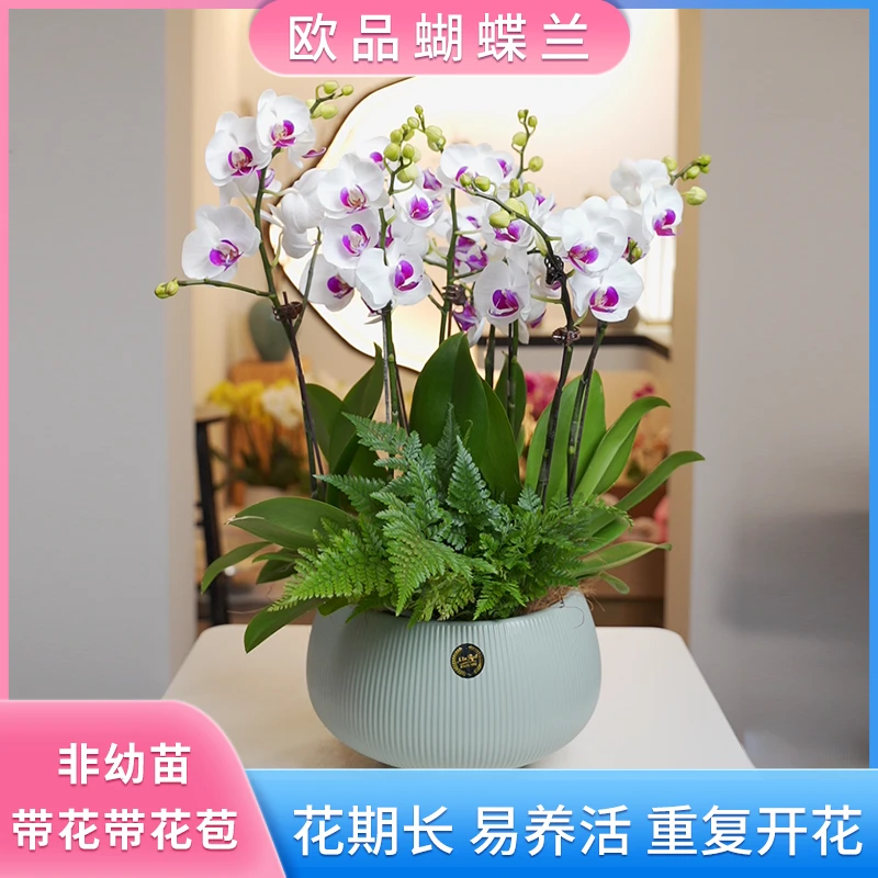 【雪玉】进口欧品蝴蝶兰白花瓣紫花心典雅卧室餐厅桌面观赏花