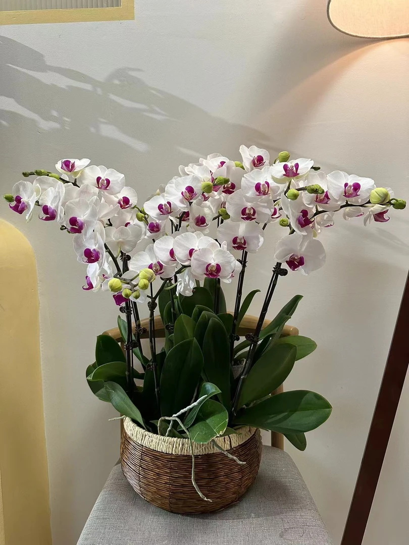 【雪玉】进口欧品蝴蝶兰白花瓣紫花心典雅卧室餐厅桌面观赏花