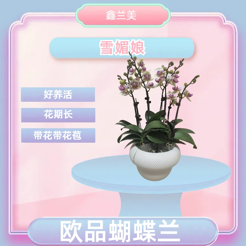 【雪媚娘】进口欧品蝴蝶兰 白粉色花瓣 室内精品观赏花卉组盆 真花
