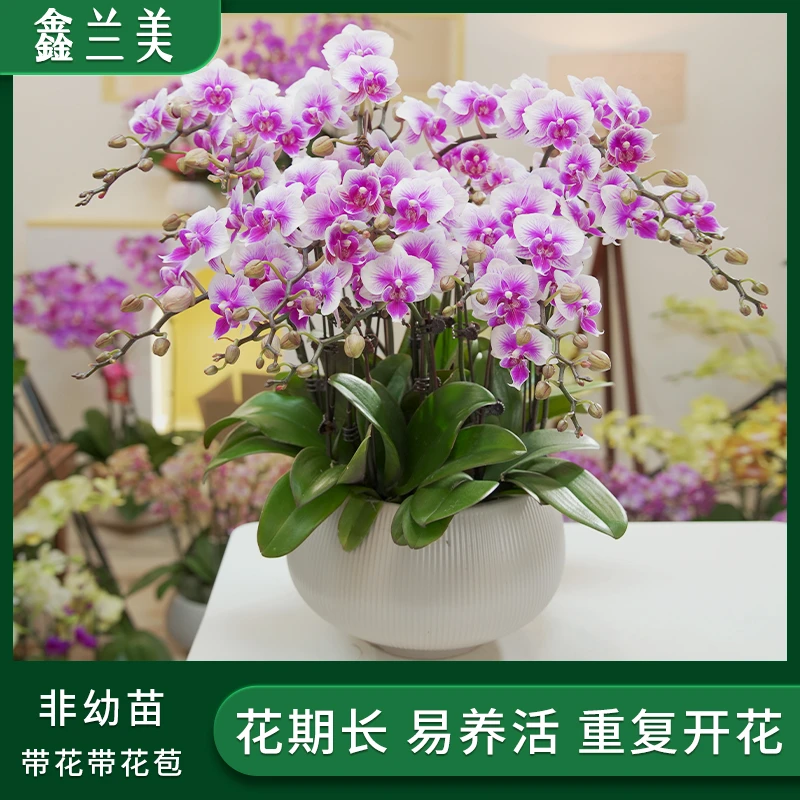 【可爱多】进口欧品蝴蝶兰  粉色晕染渐变花瓣 观赏蝴蝶兰