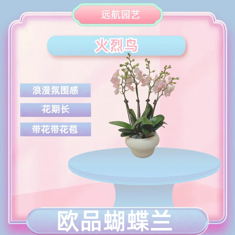 【火烈鸟】进口欧品蝴蝶兰 白粉渐变色特殊款 室内精品观赏花卉组