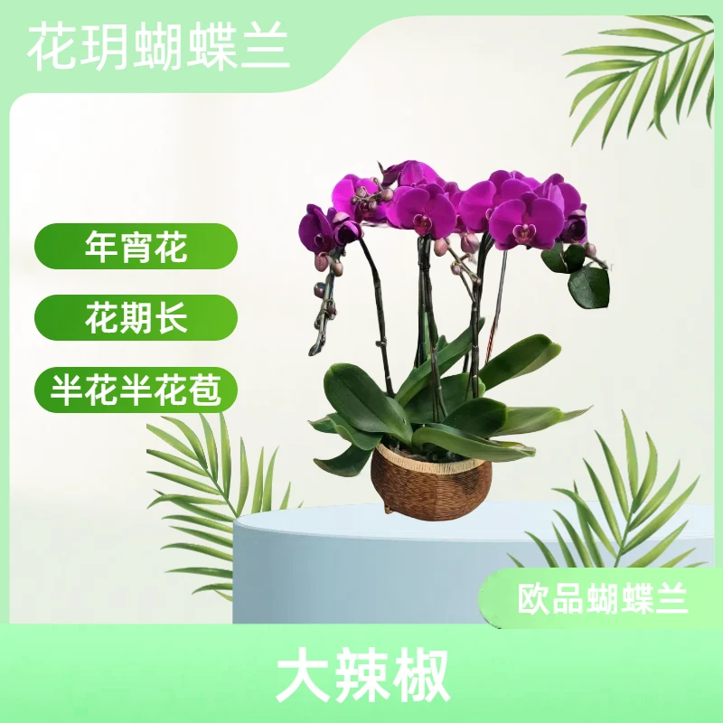 【大辣椒】花玥 红色大花 乔迁礼品 客厅卧室观赏花卉发货 开花