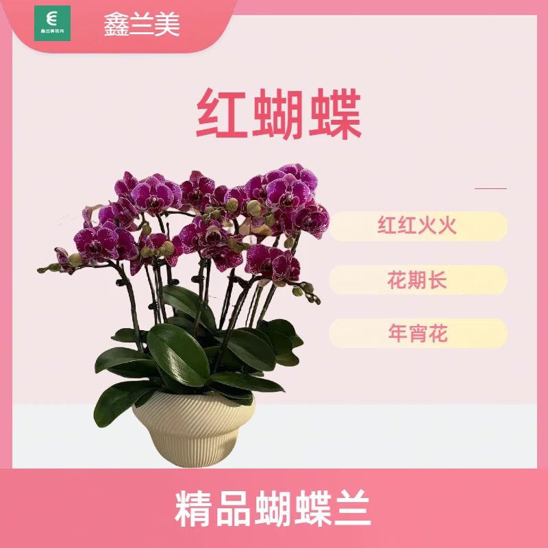 D【红蝴蝶】紫色中花  乔迁礼品 客厅卧室观赏花卉发货 开花