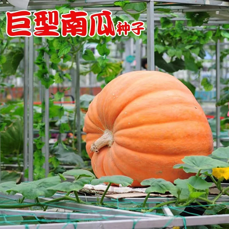 【巨型南瓜种子】特大南瓜种籽太空南瓜庭院瓜果四季蔬菜种子简单