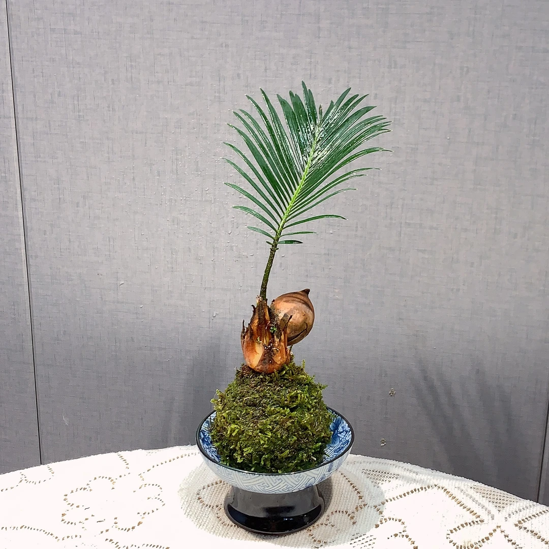 【铁树宝宝】铁树苔藓球迷你桌面小绿植茶桌好养办公室禅意室内