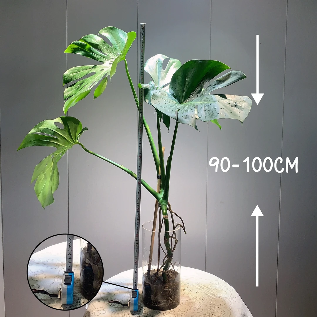 【买一发二】龟背竹80-100公分水培观赏绿植盆栽室内吸甲醛