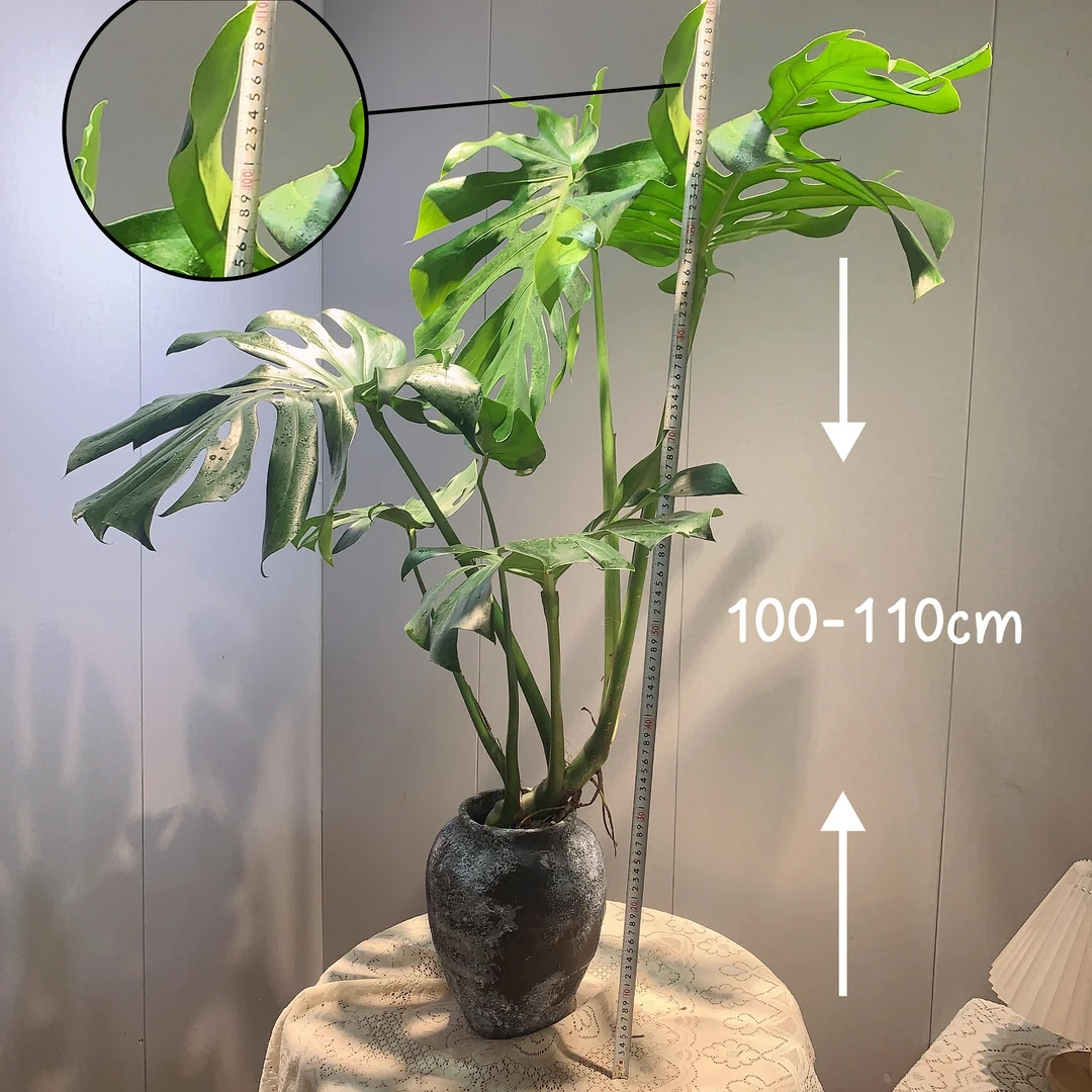 龟背竹100-110cm水培绿植盆栽室内ins风绿植摆件吸甲醛