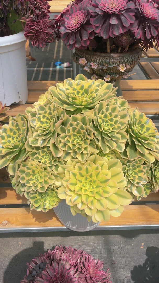 红巧多肉2号链接