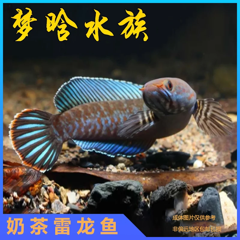 阿萨姆蓝帆奶茶雷龙  小型雷龙鱼