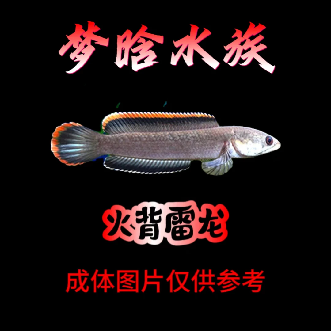 火背雷龙 中小型雷龙 雷龙鱼 热带鱼