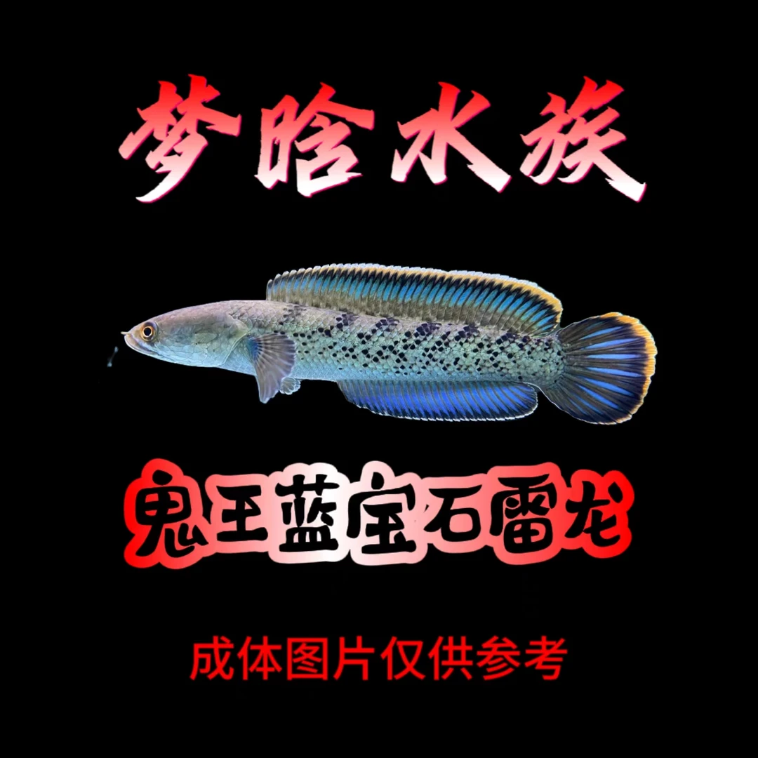 鬼王蓝宝石雷龙 巴卡二型 印尼鬼 中型雷龙 雷龙鱼
