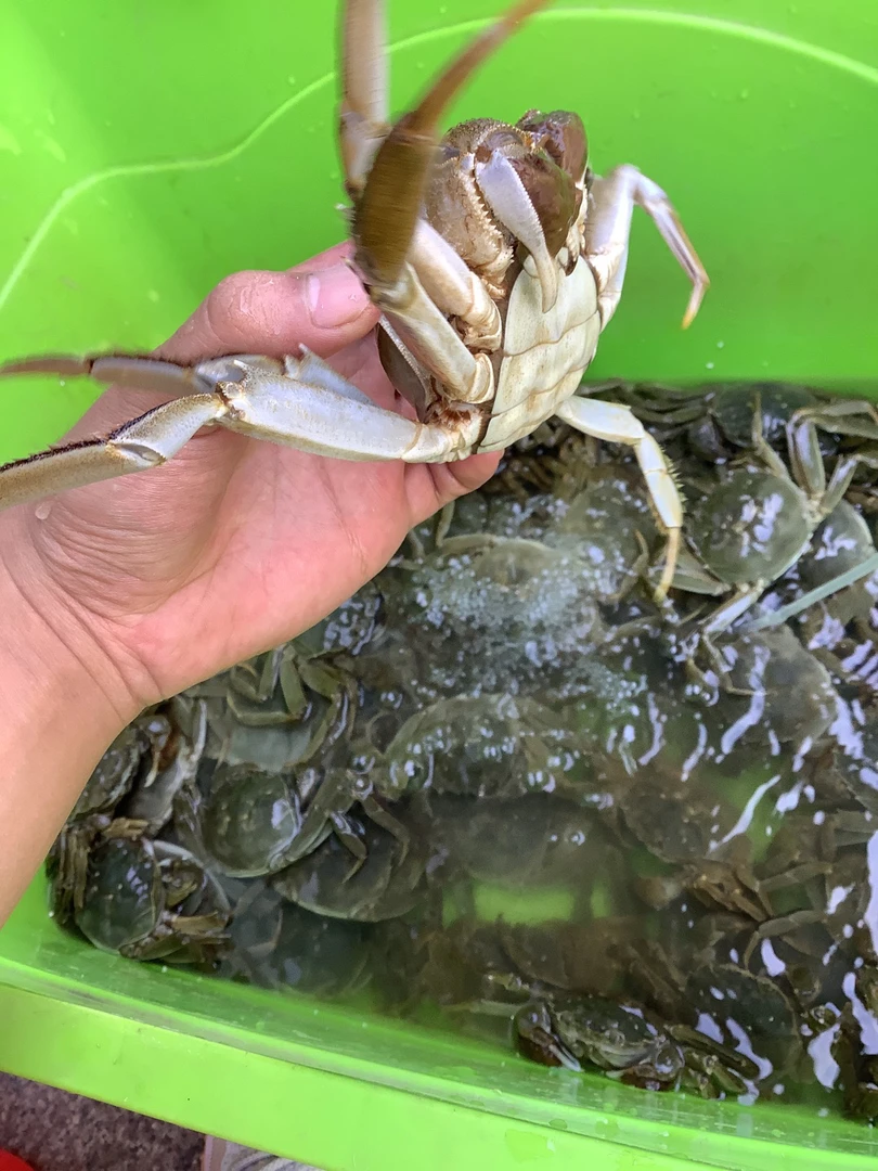 螃蟹，二两母，包活