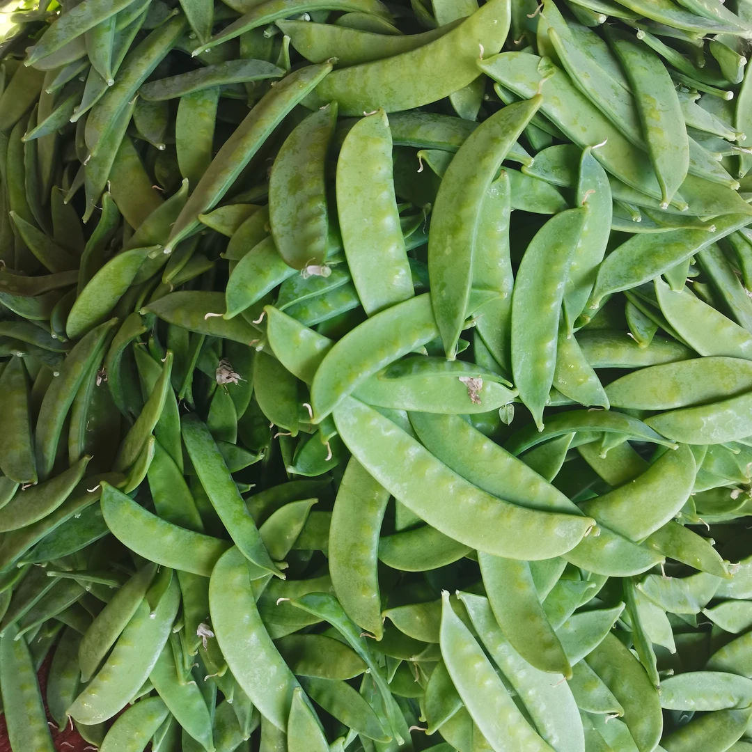 云南荷兰豆菜碗豆荚现摘现发