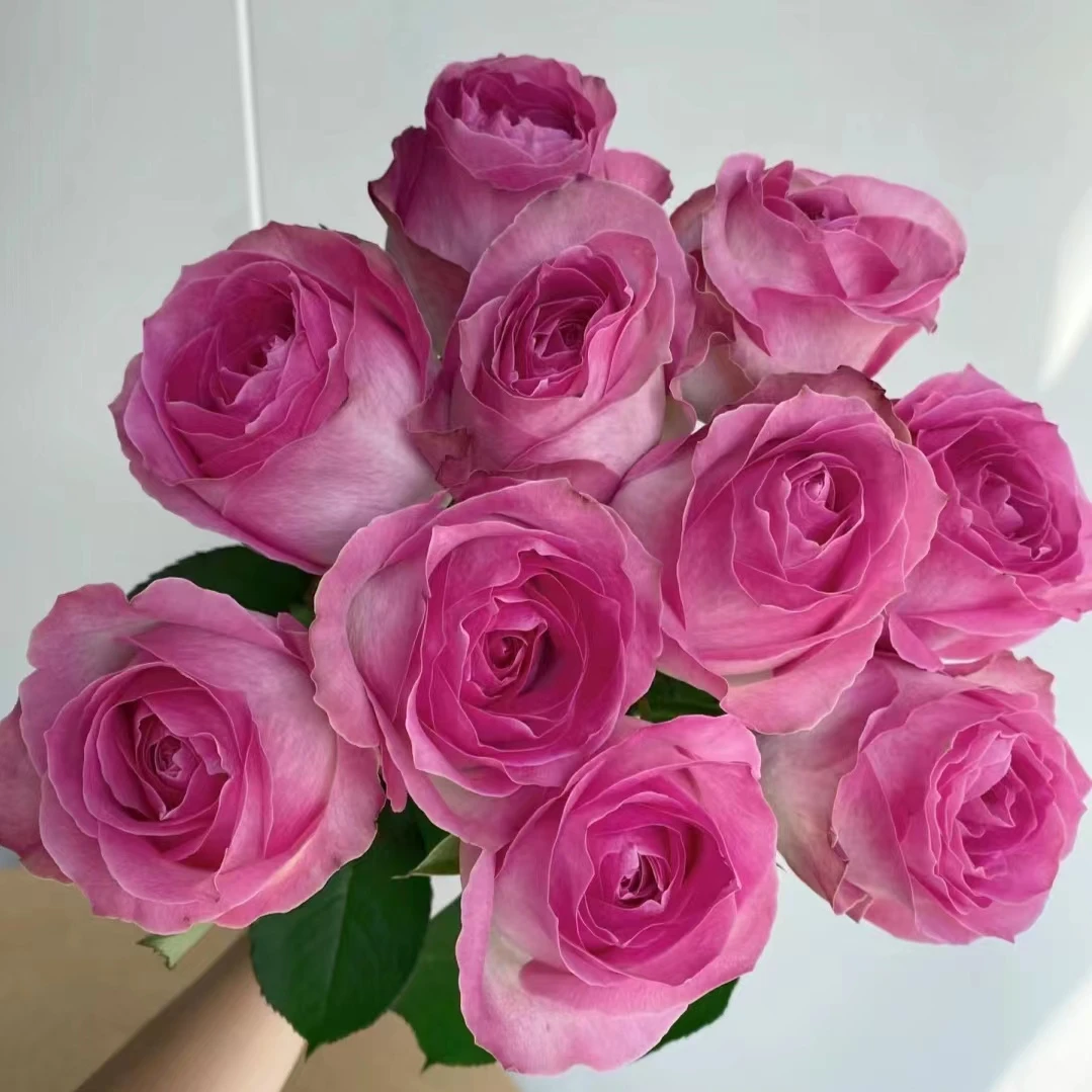 花卉根接月季花束云南鲜花多头玫瑰花【糖果雪山】粉红色大花型切花