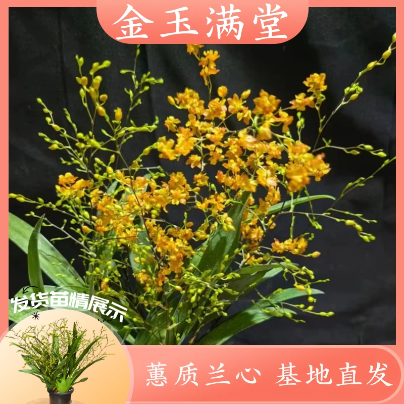 【金玉满堂】橙黄色梦香兰文心兰 基地直发 高颜值花 香味浓郁 婚庆