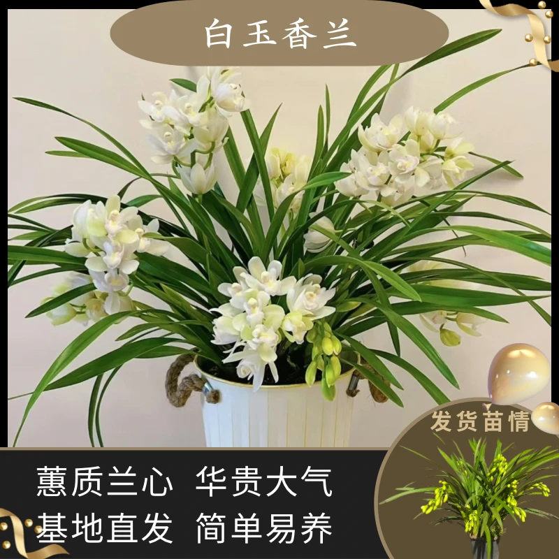 【白玉香兰】 白色蕙兰 基地直发好养高颜值带花苞年宵花 8花剑起发