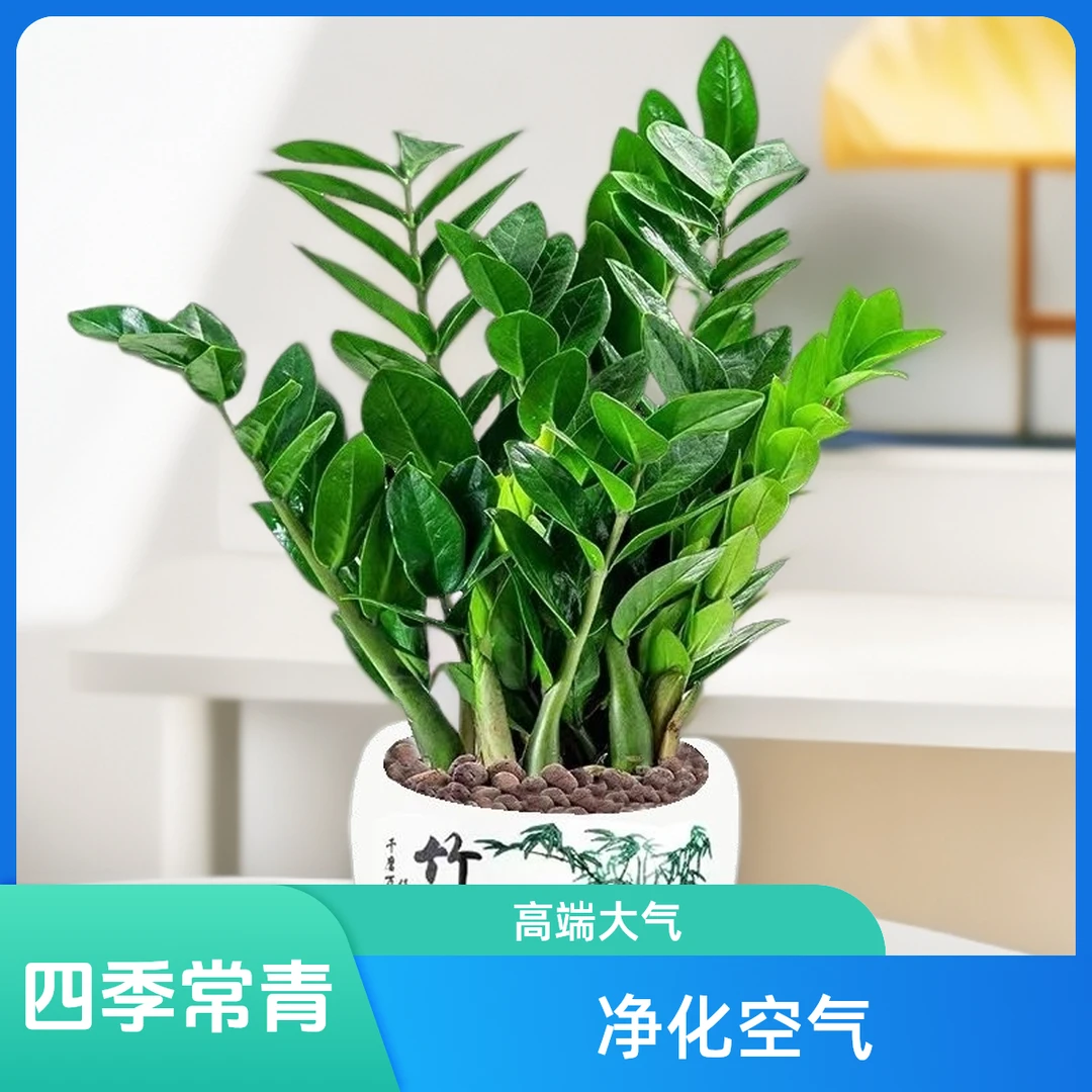 四季常青金钱树绿植室内新款桌面盆栽植物招财