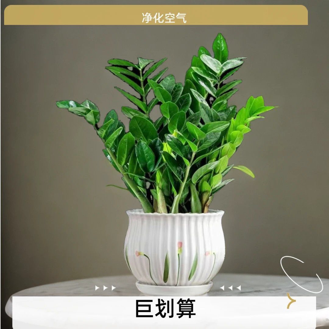 桌面招财金钱树绿植客厅新款室内盆栽植物四季常青