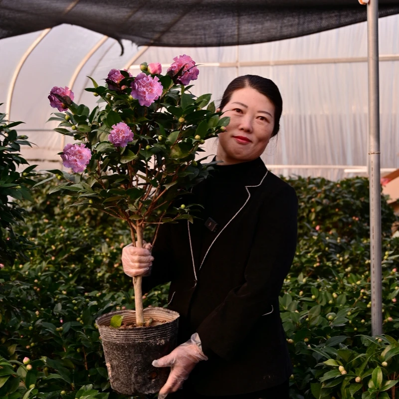 香妃香茶花盆栽带花苞开花浓香发货四季长青年宵茶花苗庭院造景
