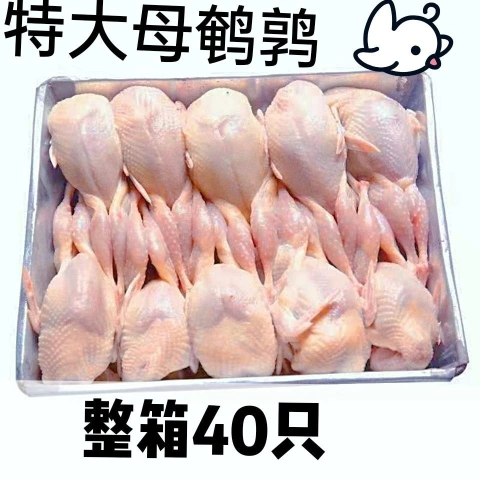 现杀鹌鹑肉新鲜鹌鹑肉40只包邮白条鹌鹑肉烧烤煲汤红烧滋补鹌鹑肉