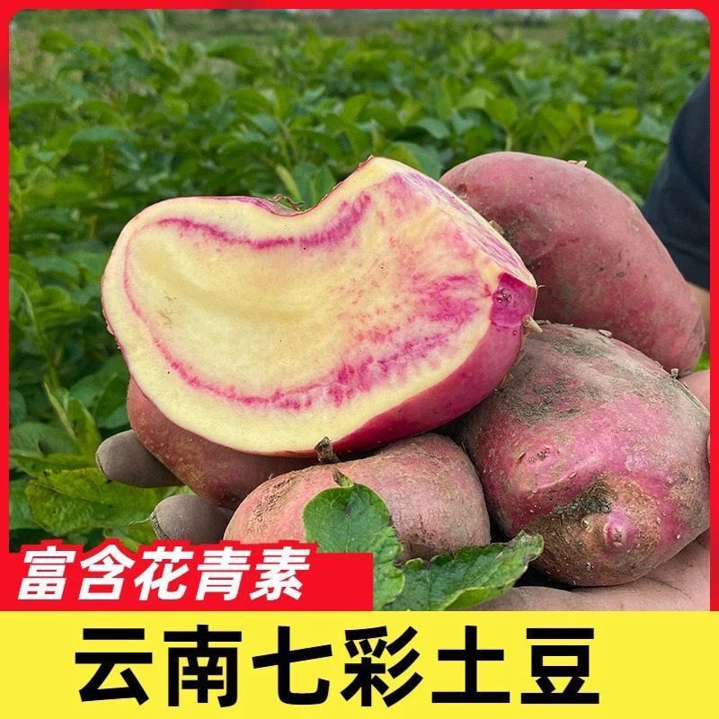 云南大理剑川牛角七彩土豆3斤5斤8斤