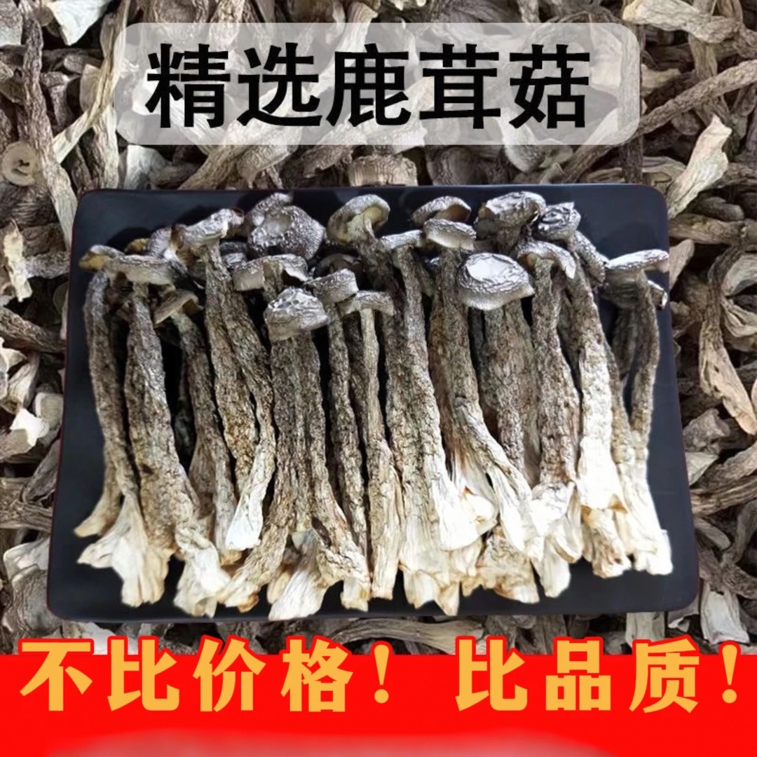 云南特产头茬鹿茸菇 营养美味 无泥无沙无根煲汤食材