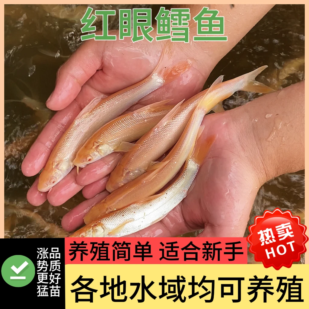 红眼银鳕鱼 口感细腻 保质保量 包活运输