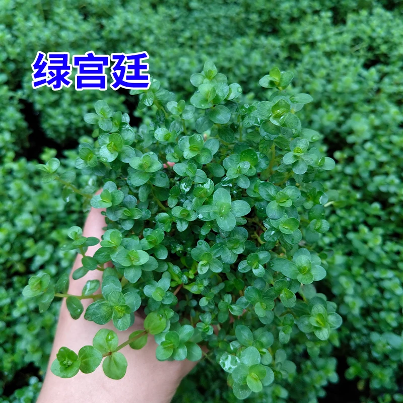 【新粉福利】绿宫廷坨草难度超低形态美丽水草界小缸专用水草