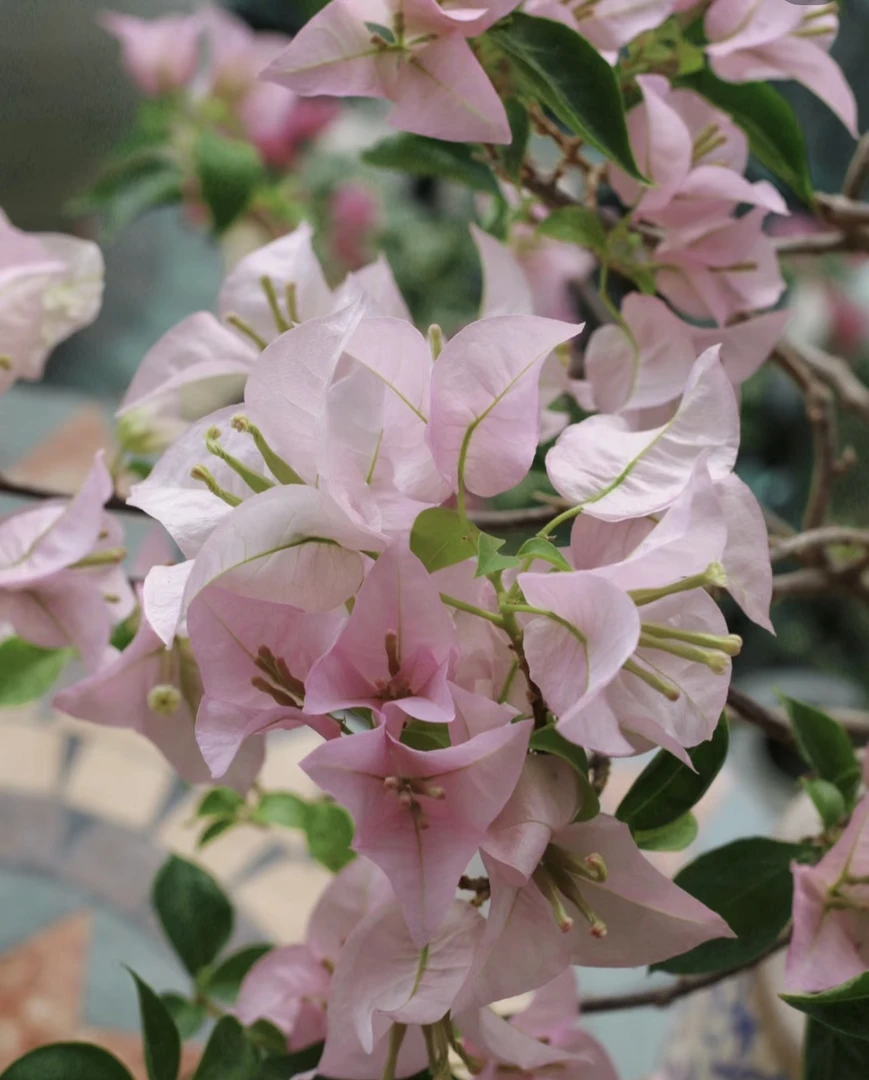 猩【嫁接三角梅】彩色嫁接三角梅多色纯色盆栽