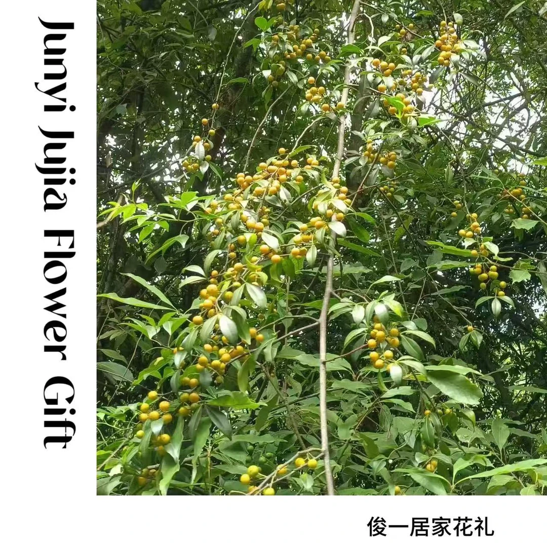 【俊一的花】高品质黄金桔|超长观赏期 |小众氛围感花材