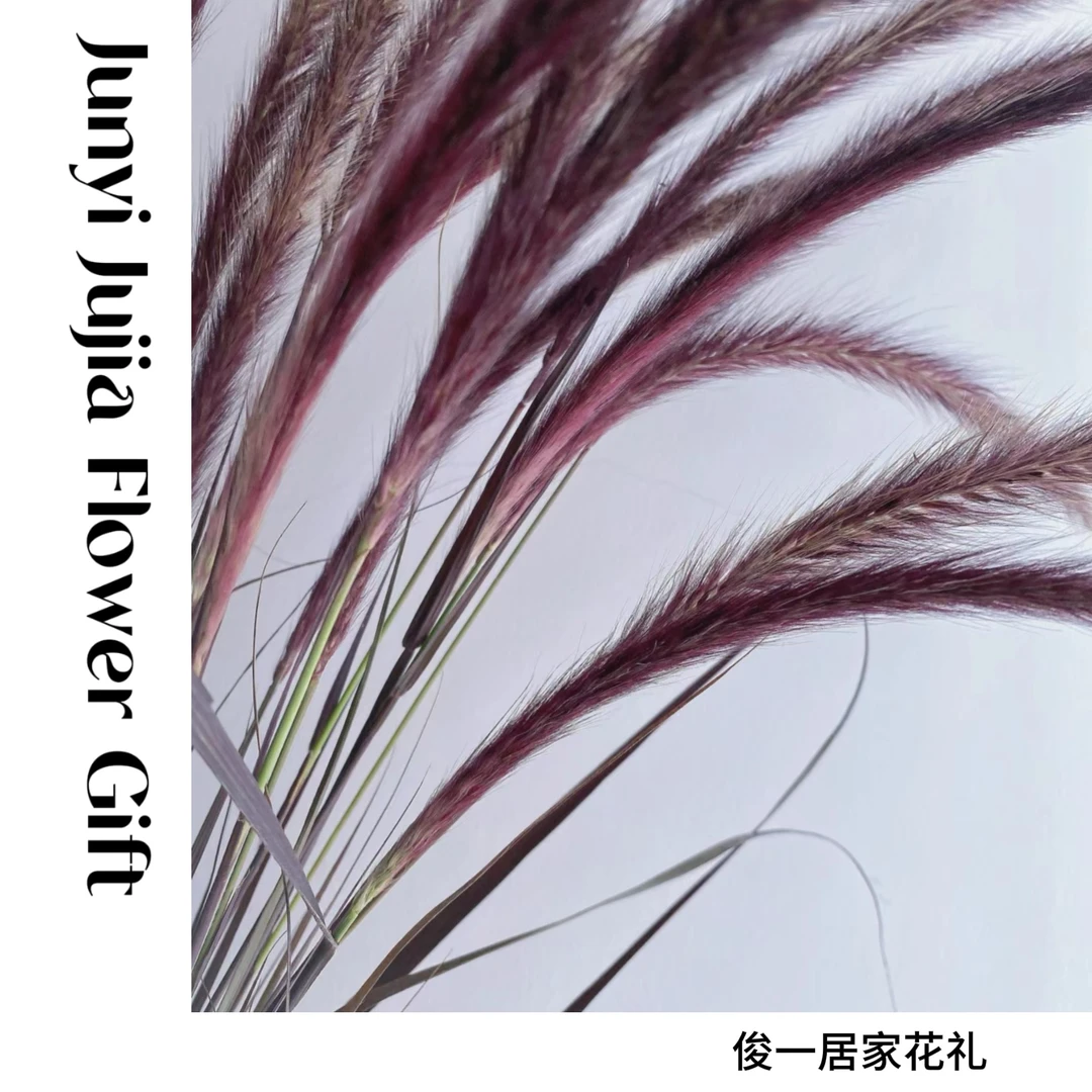 【狼尾草】A级精品 |小众氛围感花材|高质量自然风美观居家干净