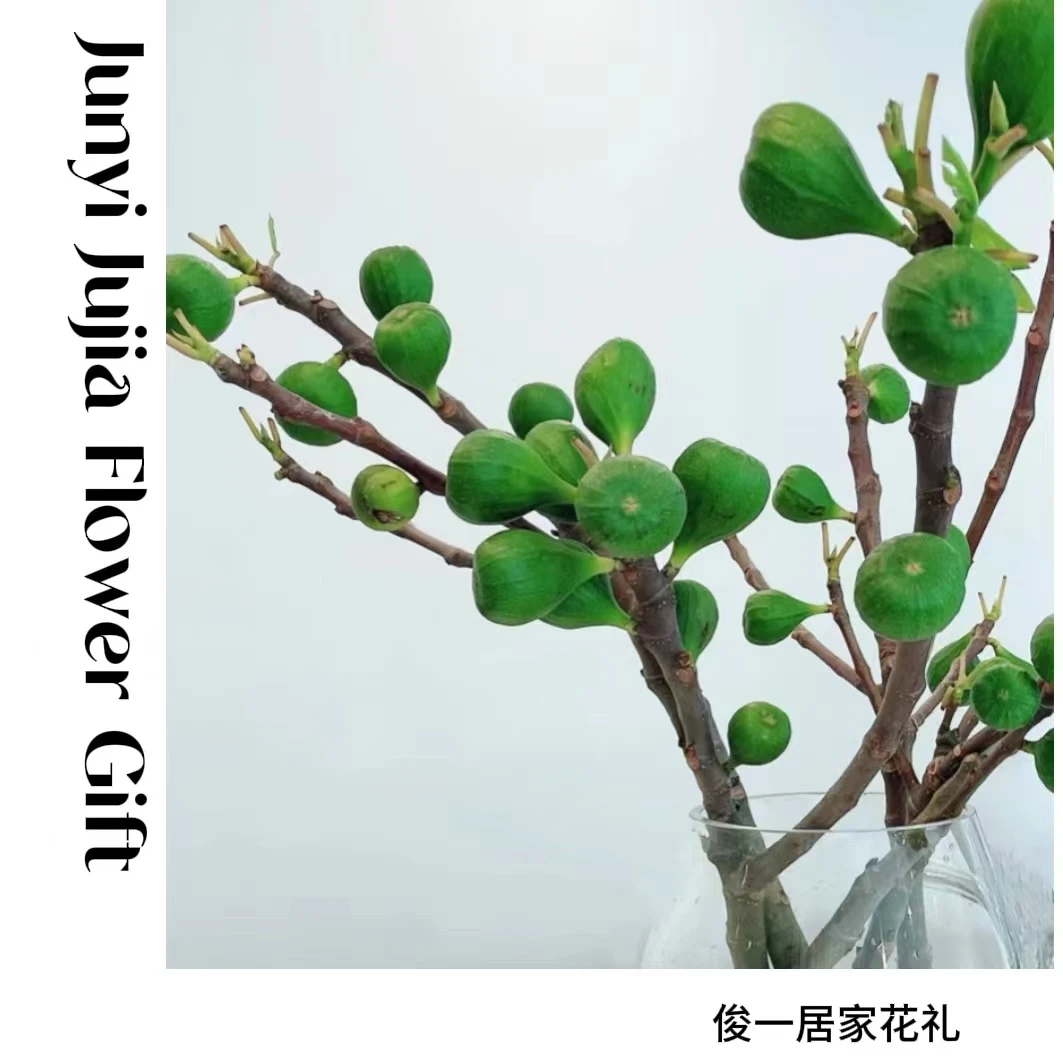 【俊一的花】无花果鲜切枝｜办公室内水养｜新鲜插花水培绿植野趣果材