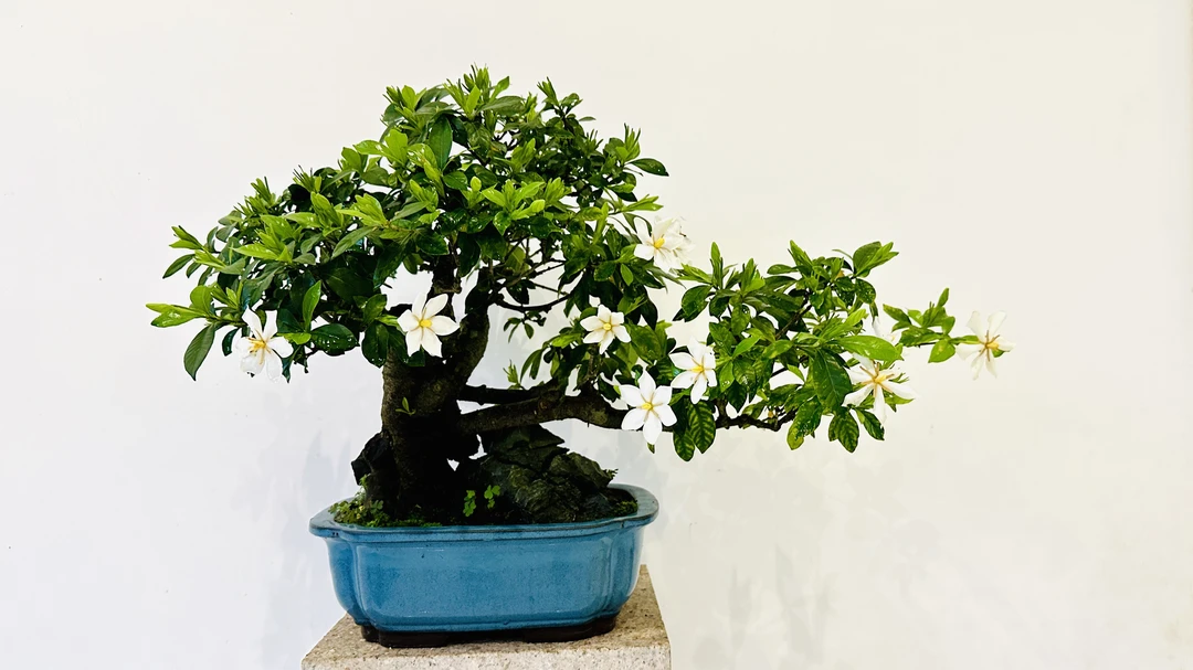 栀子花，高约50 C M，长30 C m。盆龄5年。