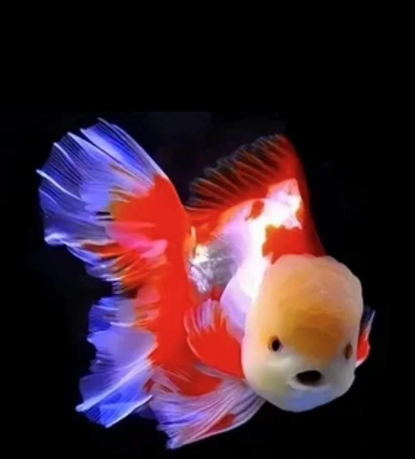 印尼进口精品玛丽