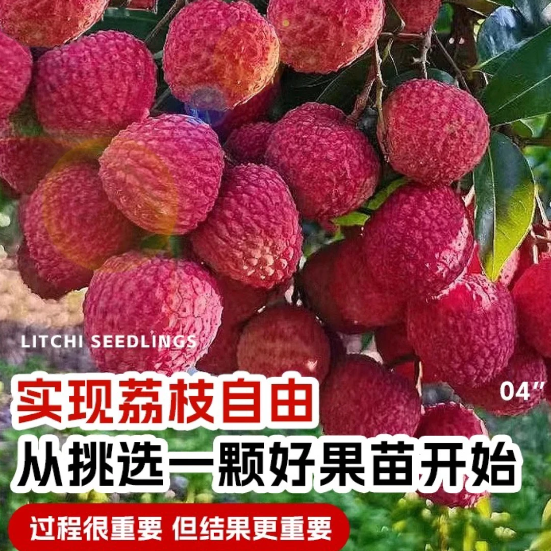 （顺丰包邮）荔枝树苗直播间一物一拍各种果树苗带土带叶当年结果