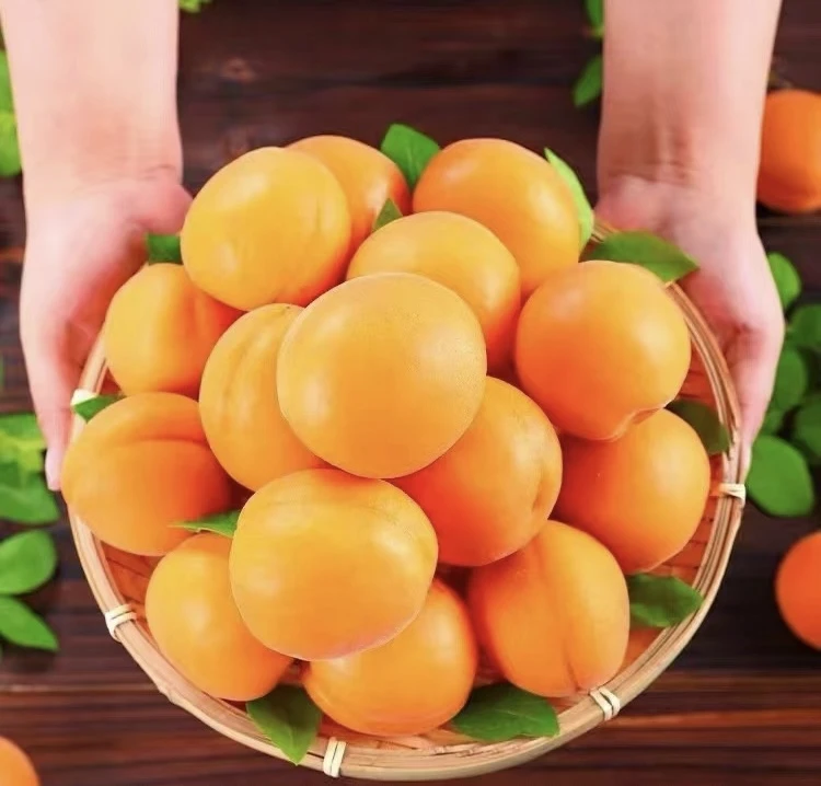 【吉兔甄选】吊干杏中果500g