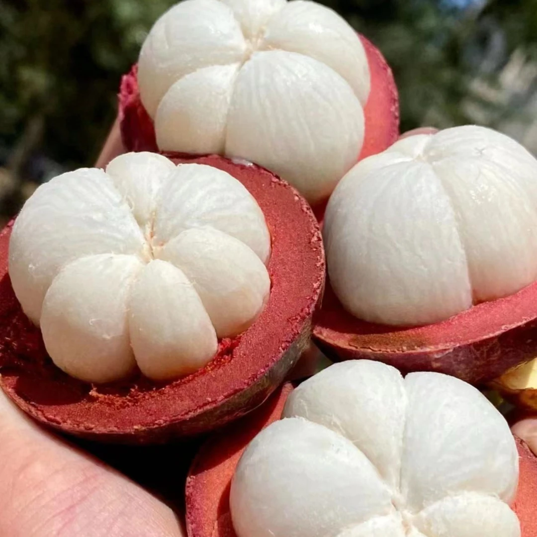 【火爆热销】泰国山竹/约500g