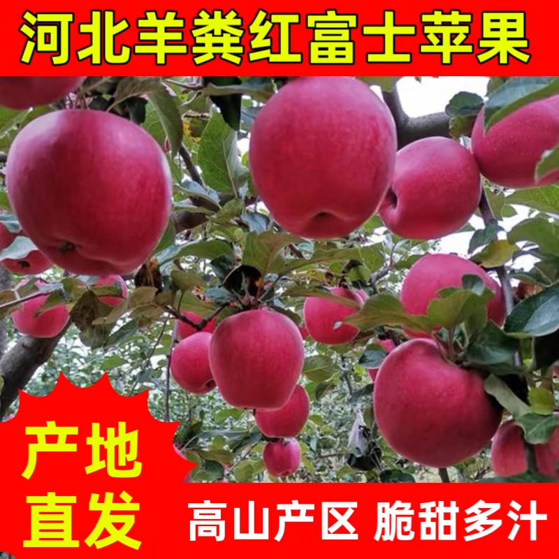 【高山养粪富士苹果】13.9一箱,丑甜、河北农家羊粪红富士苹果~果园现摘现发~