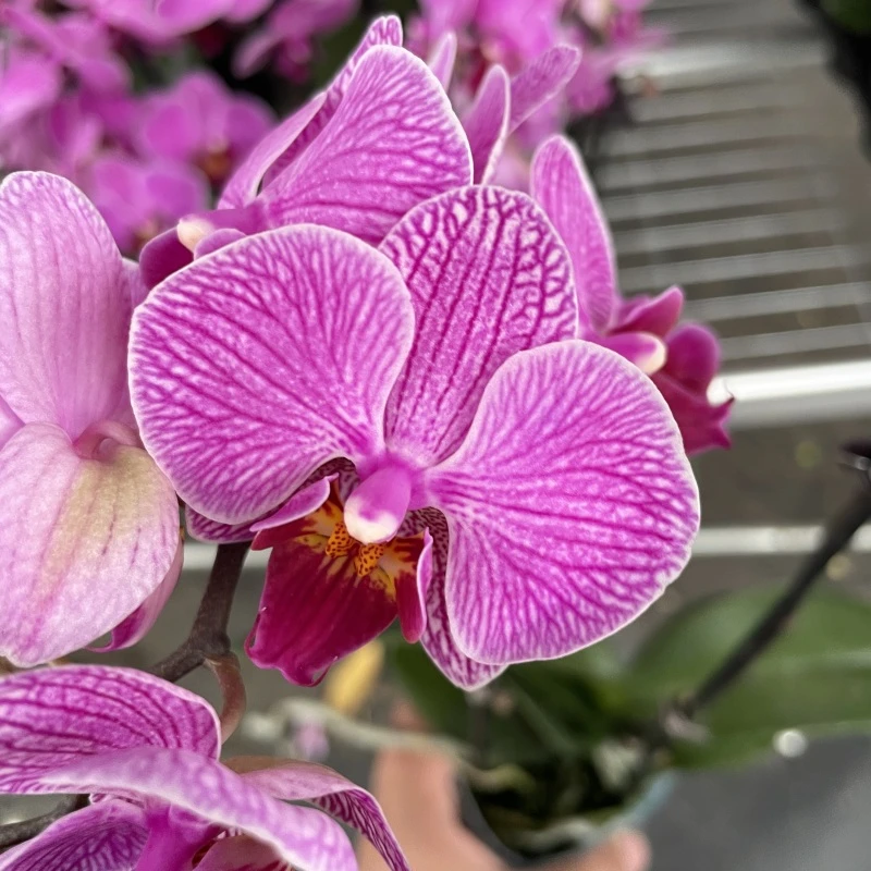 蝴蝶兰【汉堡】（拍3颗及以上配盆）昆明直发