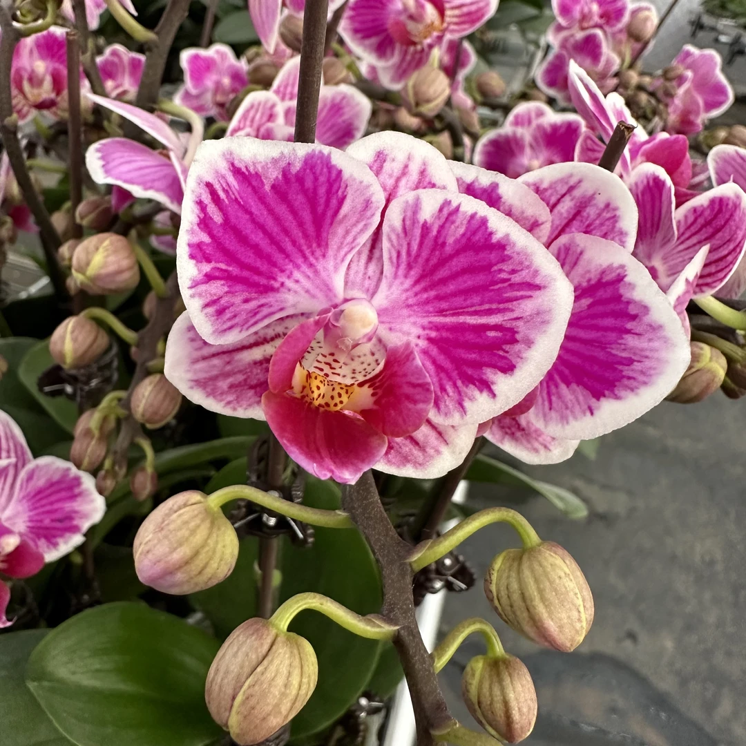 鲜花蝴蝶兰[三色彩虹]高端盆栽带苞带花昆明源头基地直发