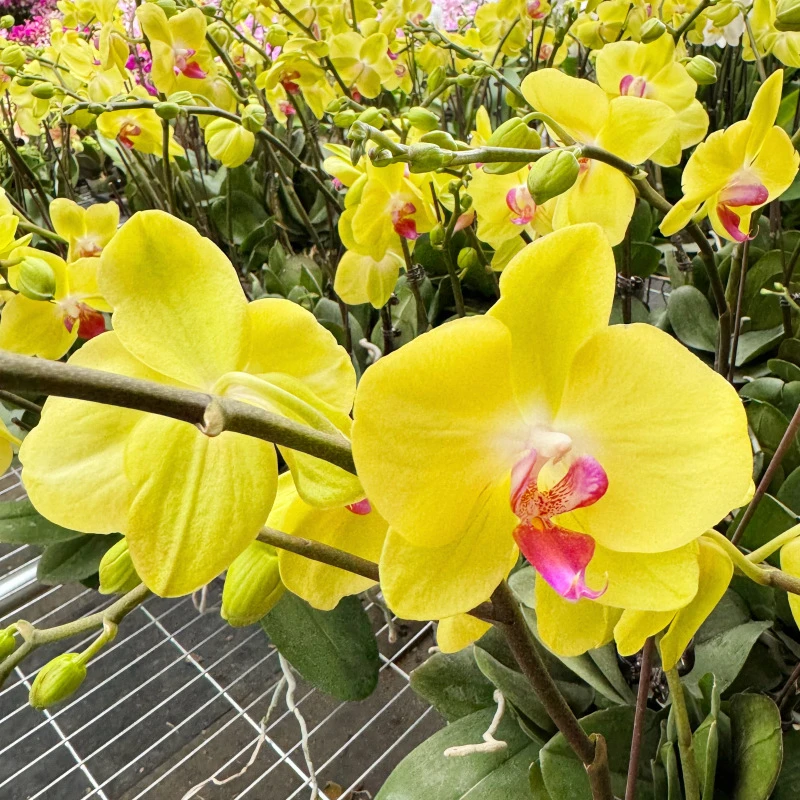 蝴蝶兰[富乐夕阳]带苞带花昆明源头基地直发