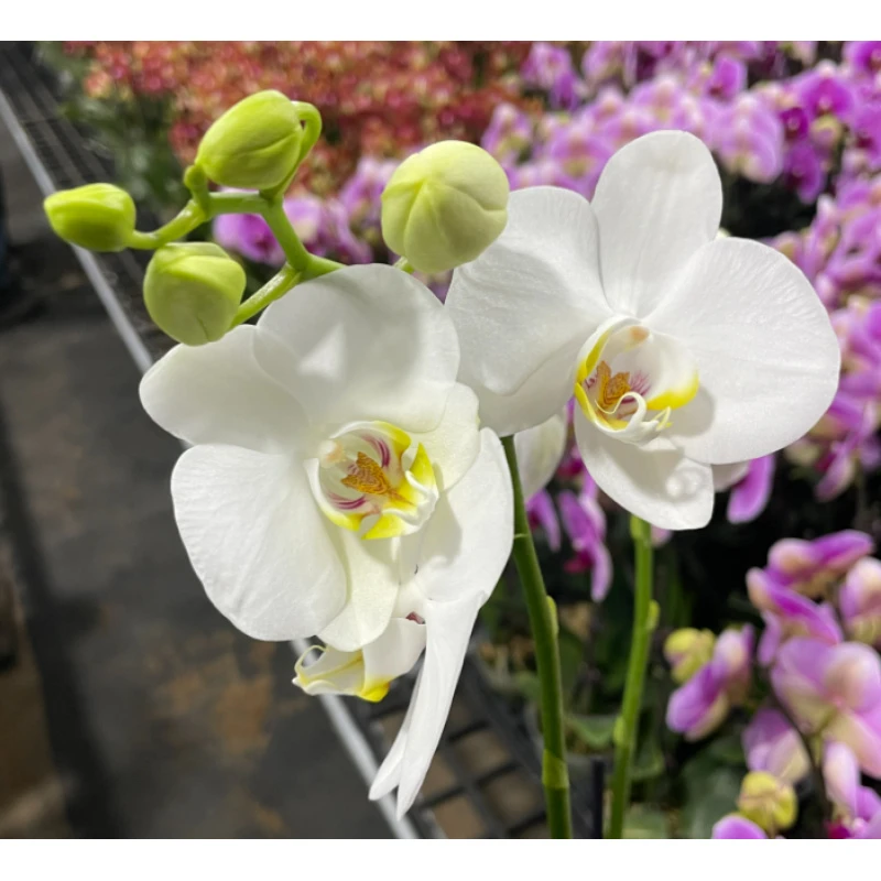 蝴蝶兰[多福]高端盆栽带苞带花昆明源头基地直发-1