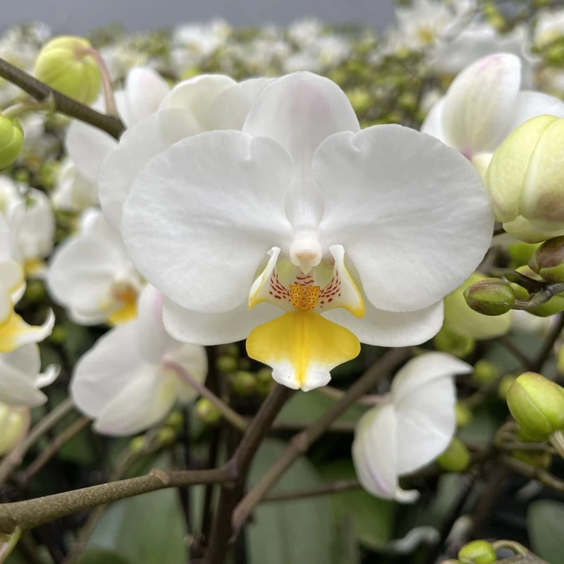 蝴蝶兰[白月光]高端盆栽带苞带花昆明源头基地直发