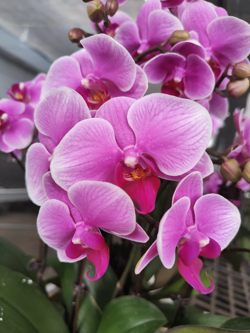 鲜花蝴蝶兰[粉霞]室内高端盆栽带苞带花昆明源头基地直发