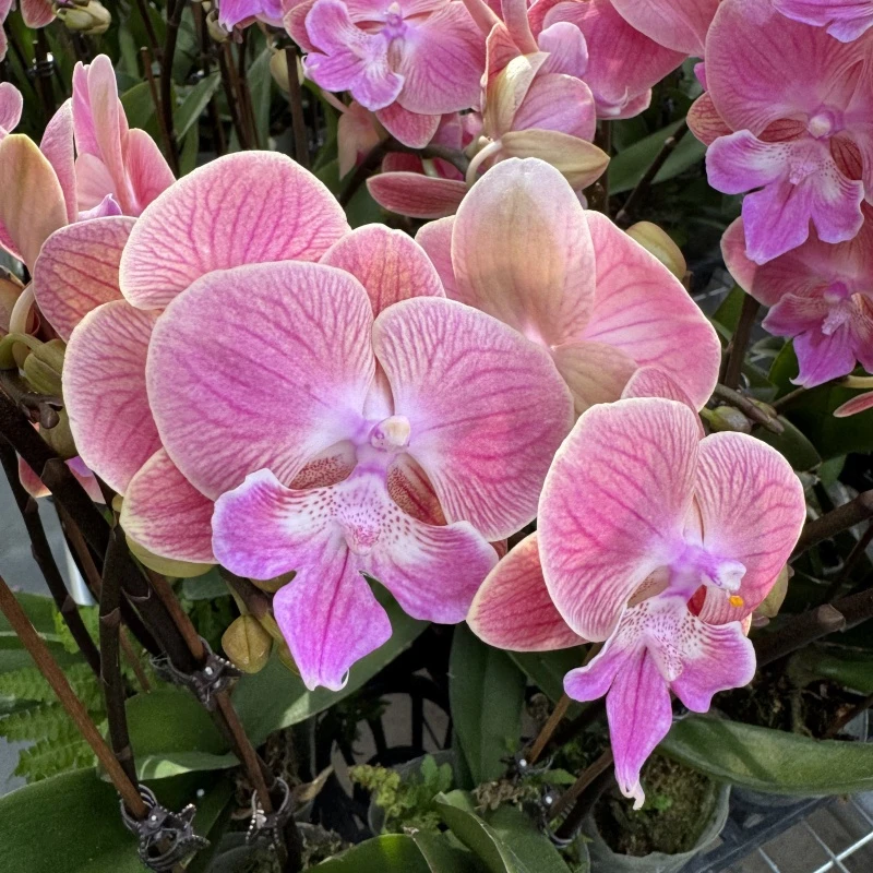 鲜花蝴蝶兰[唯美]高端盆栽带苞带花昆明源头3基地直发