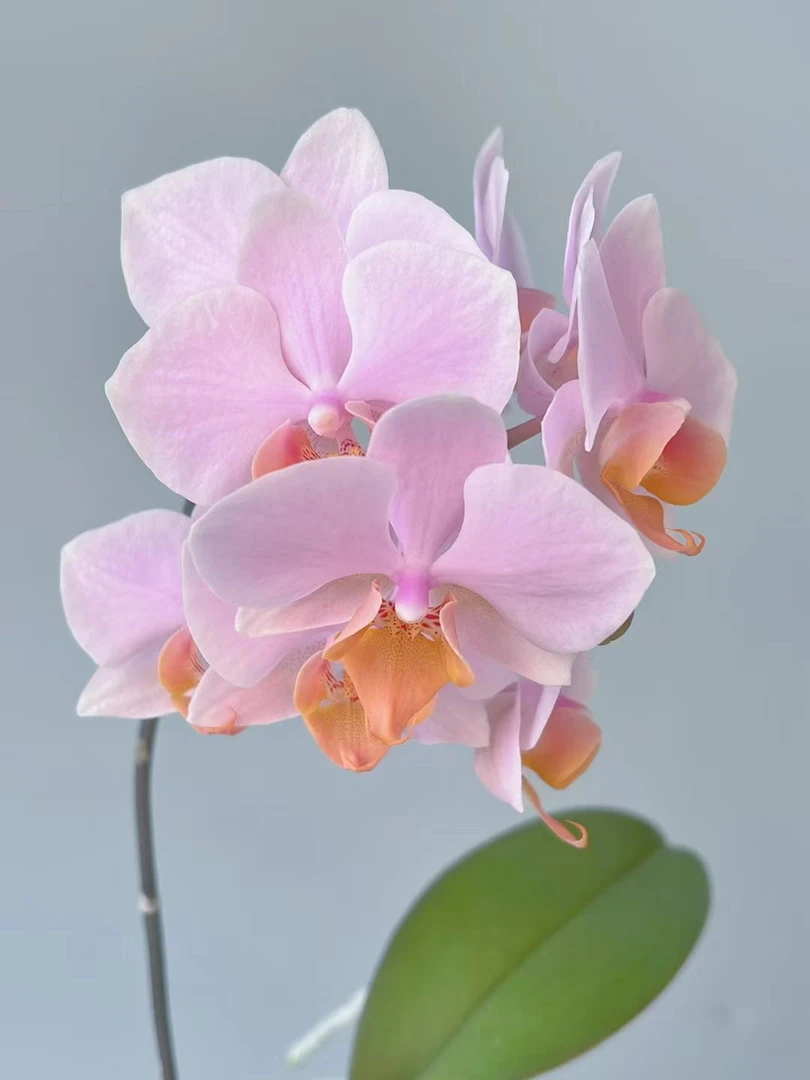 蝴蝶兰[图尔坎]带花带苞昆明基地直发