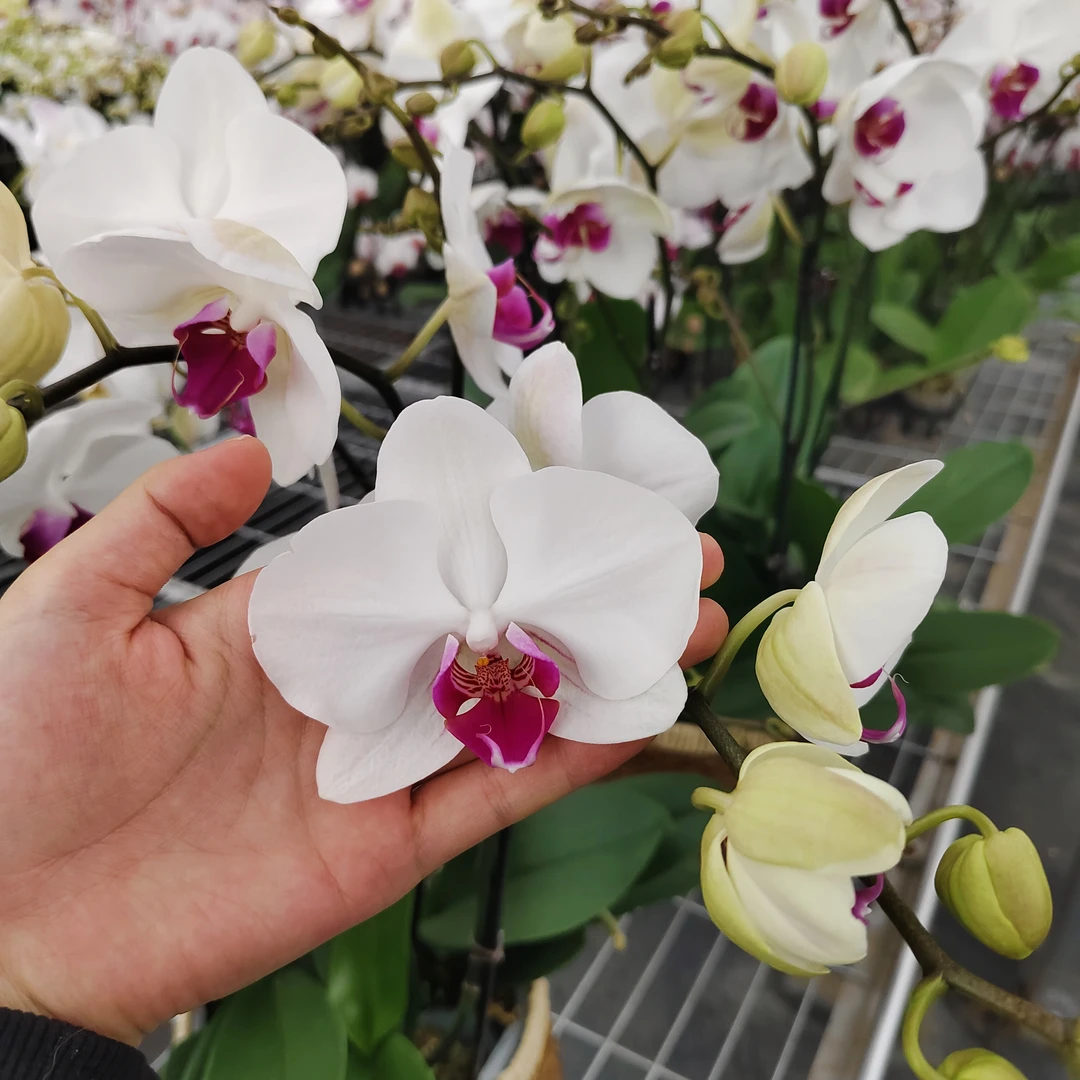 蝴蝶兰[大雪玉]高端盆栽带苞带花昆明源头基地直发