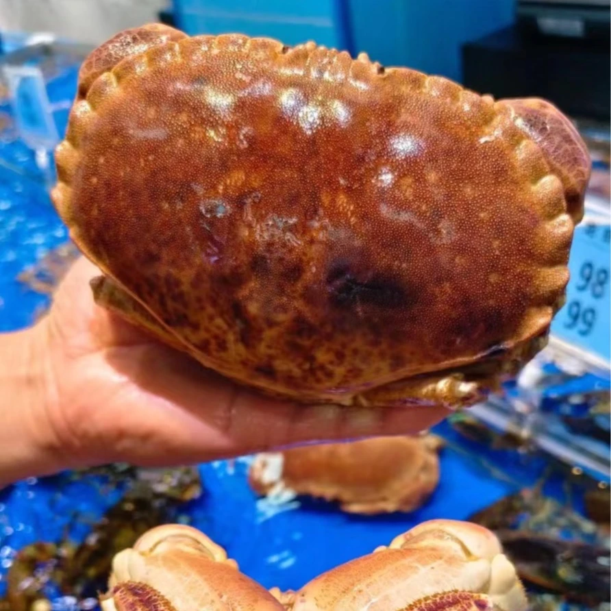 鲜活面包蟹【1.5斤-1.8斤】蟹同城配送