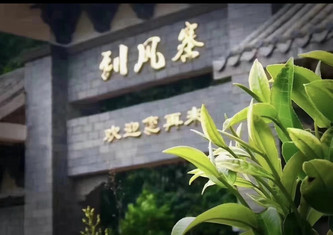 茶叶 2022易武刮风寨头春纯料 普洱茶生普